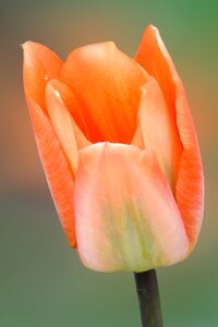 Nature tulip plant
