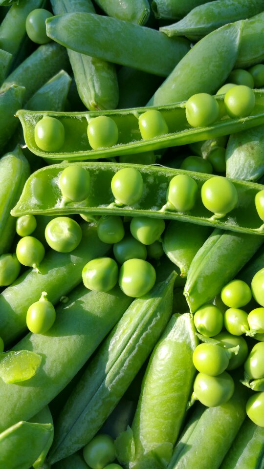 Vegetables beans green stuff
