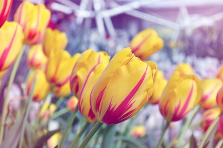Nature spring floral