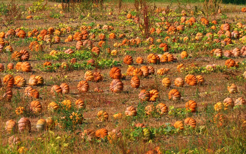 Field pumpkins plantation