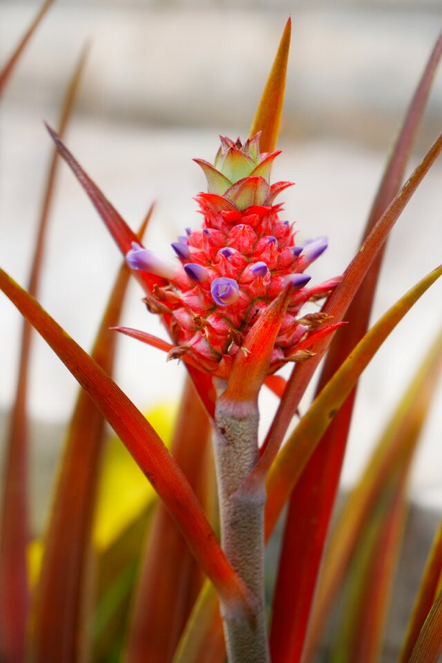 Colorful nature flora