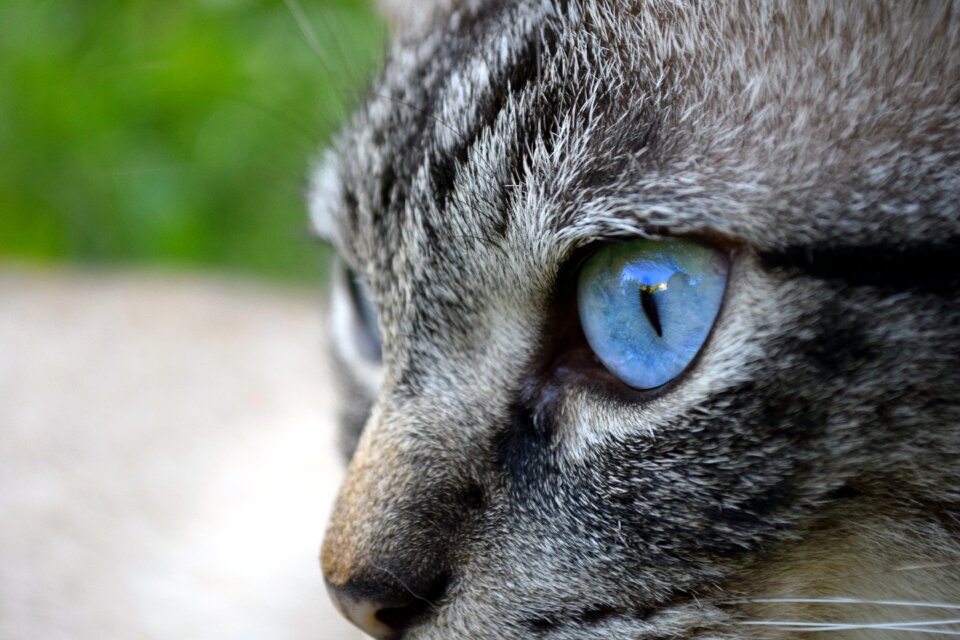 Domestic cat cat's eyes pet