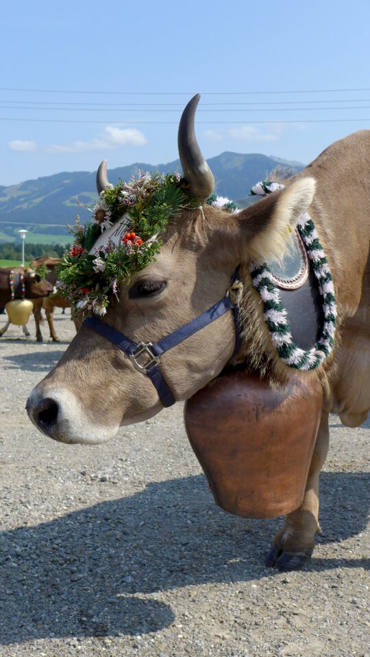 Oberallgäu cow decorated