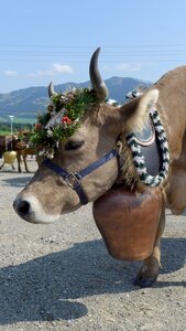 Oberallgäu cow decorated