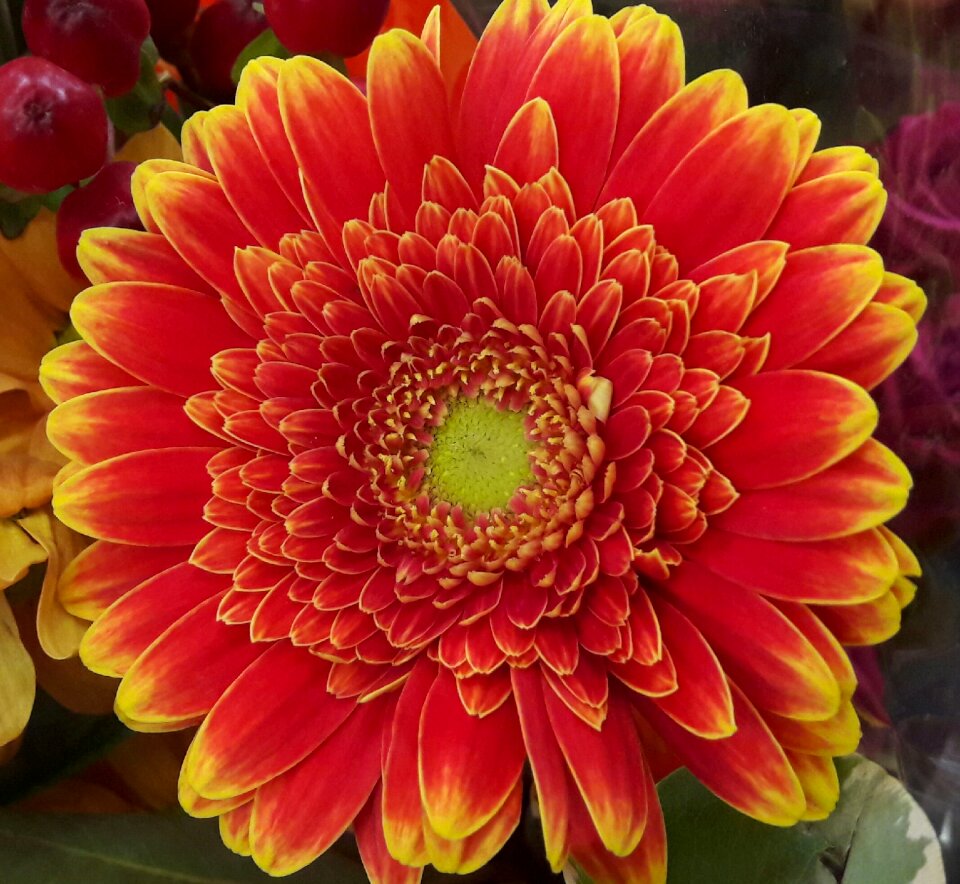 Orange flower beautiful flower beautiful