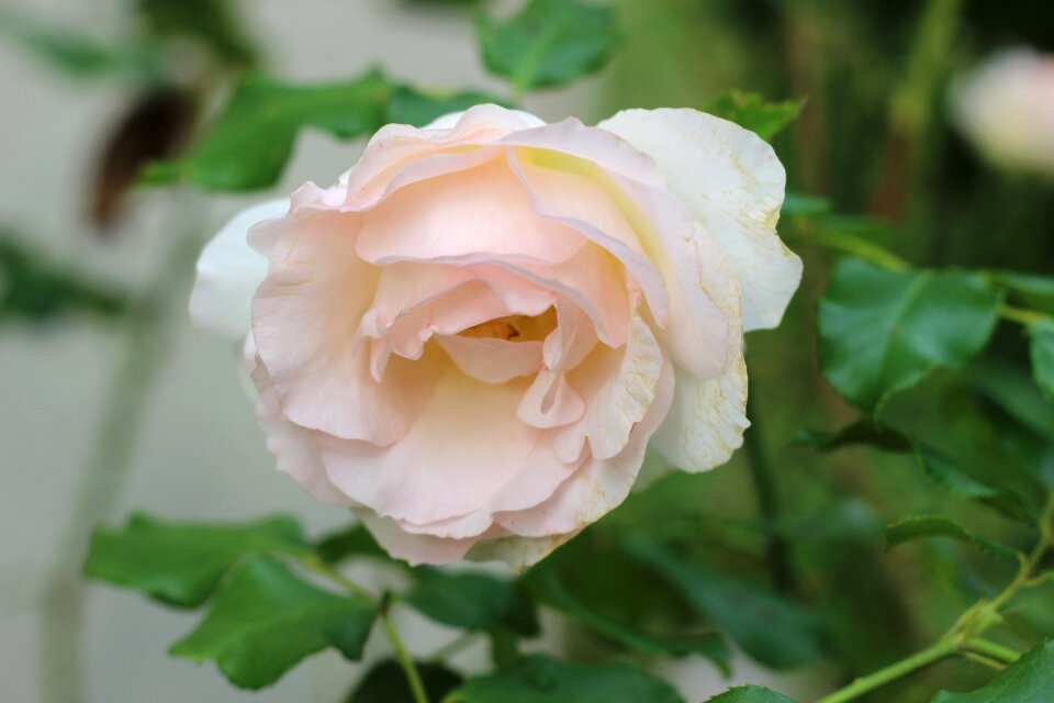 Flower garden nature spring