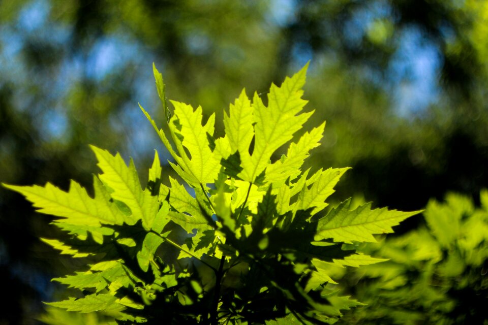 Green scenery plant