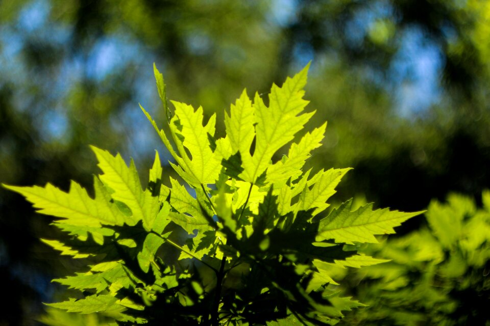 Green scenery plant photo