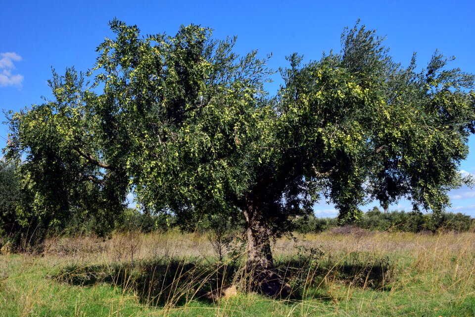 Olives olive harvest plant