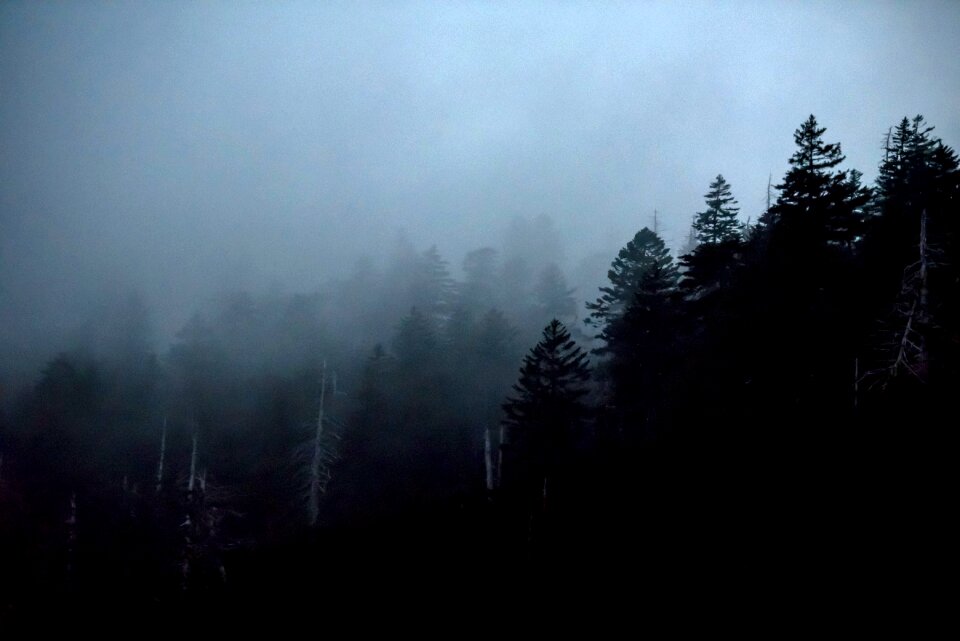 Plants fog nature
