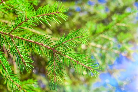 Outdoors season branch photo