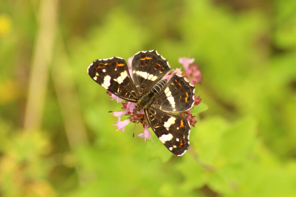 Animal world butterfly summer