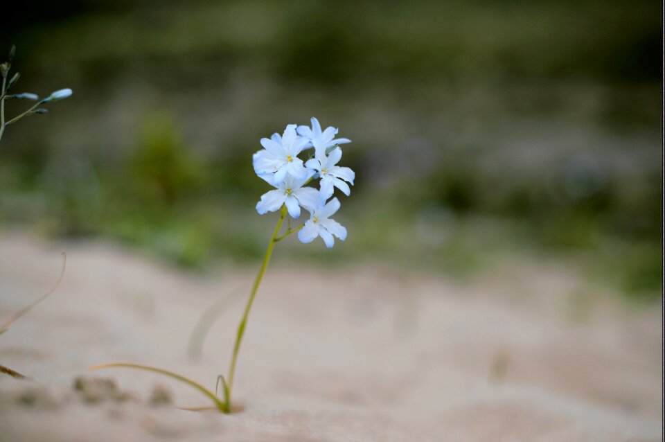 White flower flowers wild