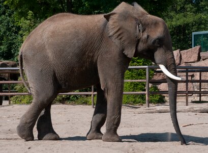 Animal wildlife nature