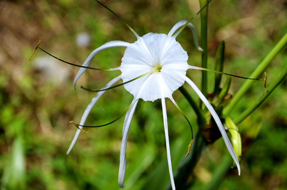 Nature flora flower