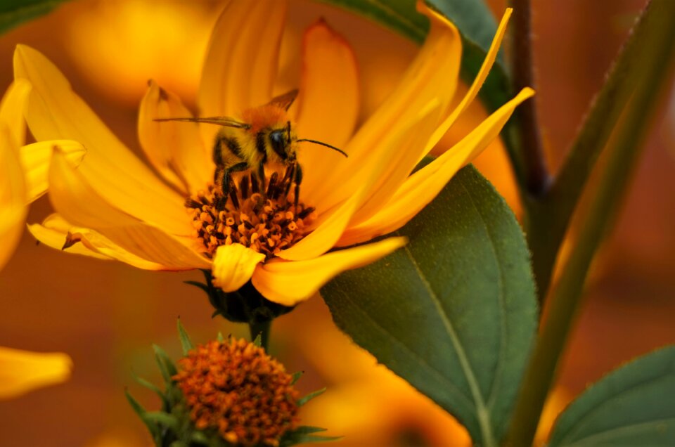 Insect yellow macro