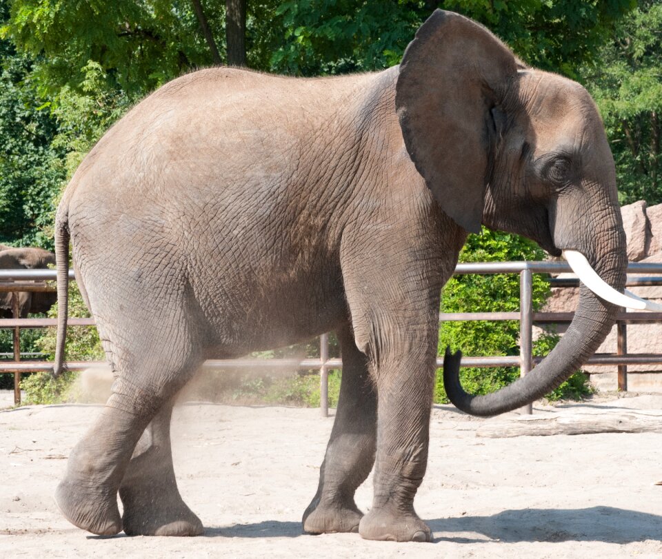 Animal wildlife nature