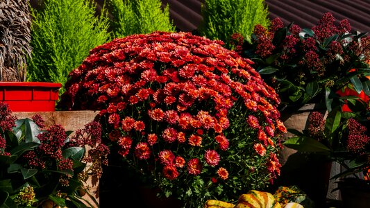 Garden flowers nature