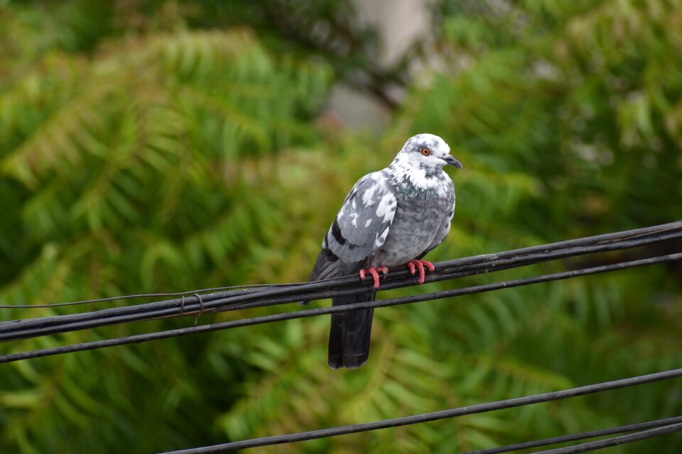 Pigeon feral pigeon bird