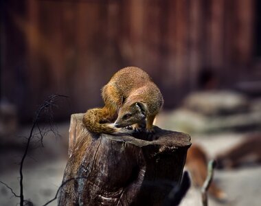 Animal nature wood