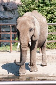 Animal wildlife nature