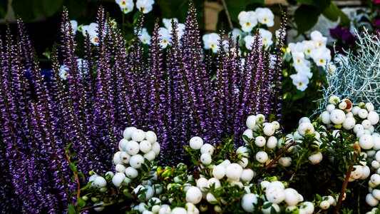 Garden flowers nature