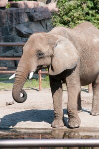 Animal wildlife nature