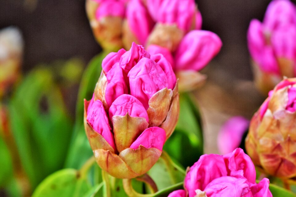 Bud blossom bloom