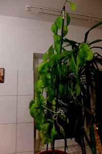 DSCF7795