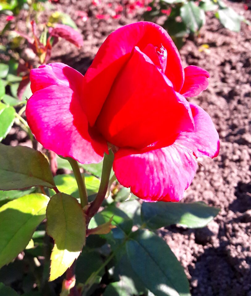 Flowers plants summer