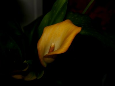 P2420785