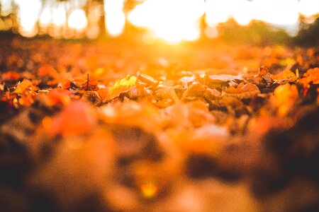 Fall autumn sunlight photo