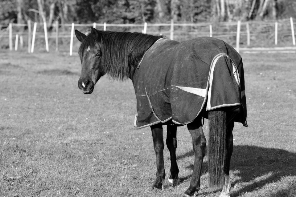 Animal outdoor horse
