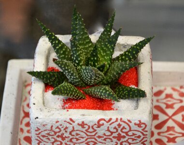 Green vegetation succulent