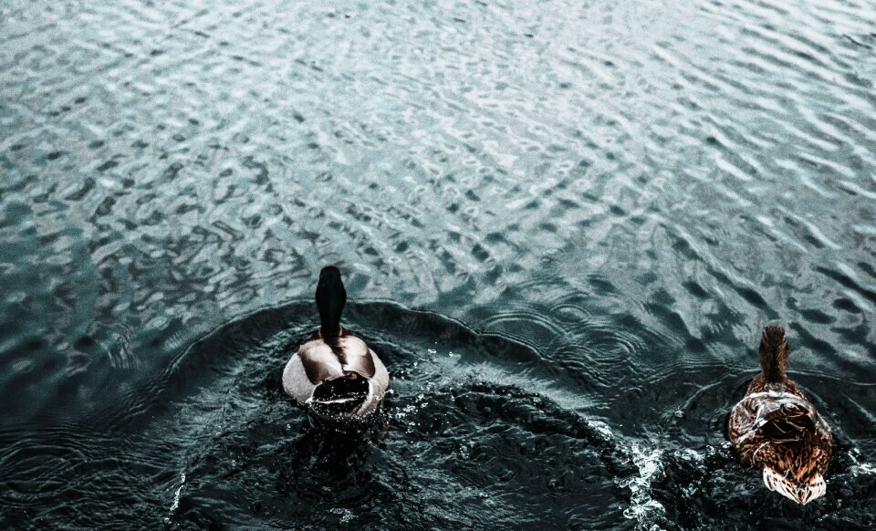 Animal dark water