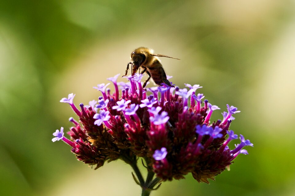 Nature flower pollination