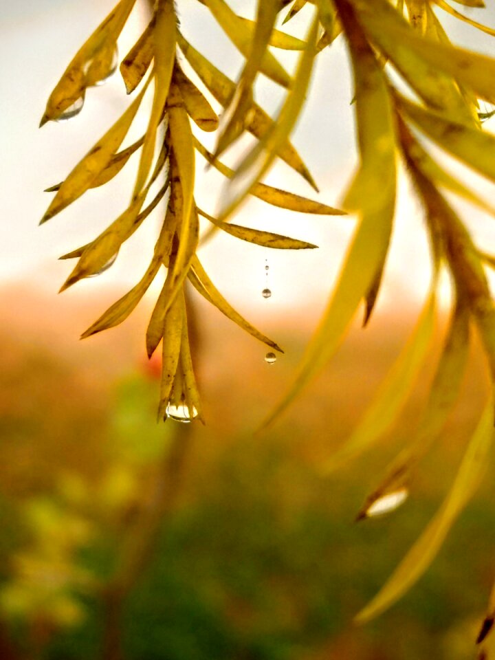 Dew drops focus drop