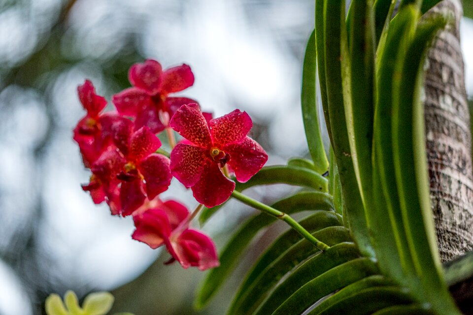 Nature blooming bloom