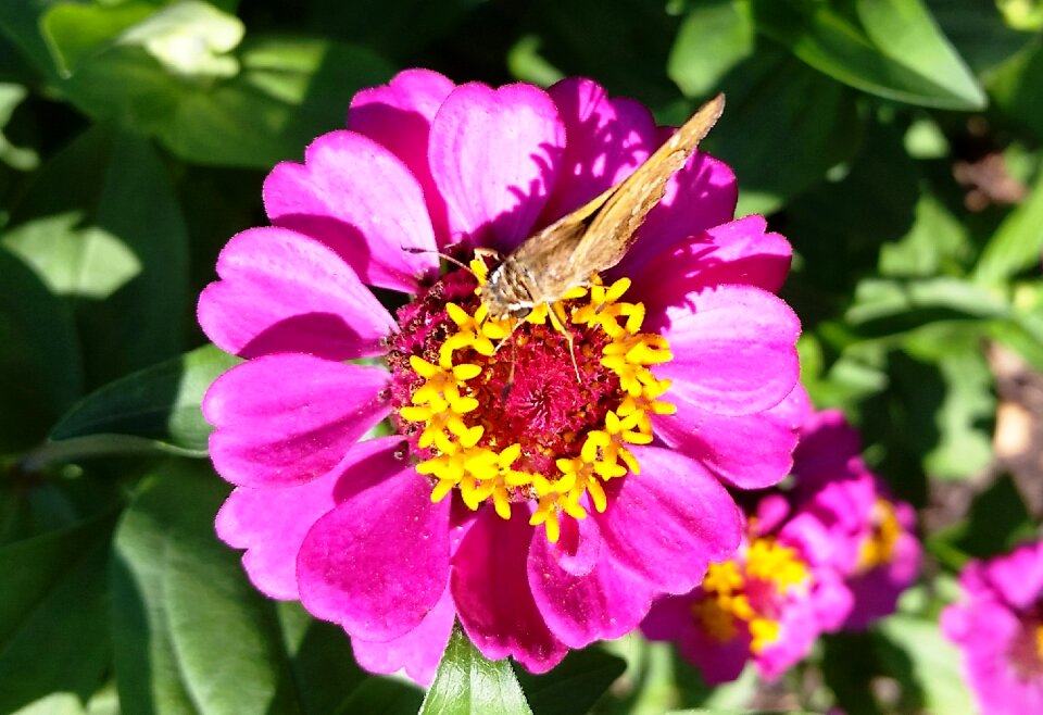 Plant nectar summer