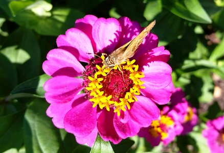 Plant nectar summer