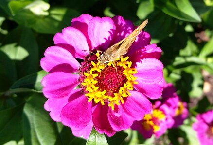 Plant nectar summer photo