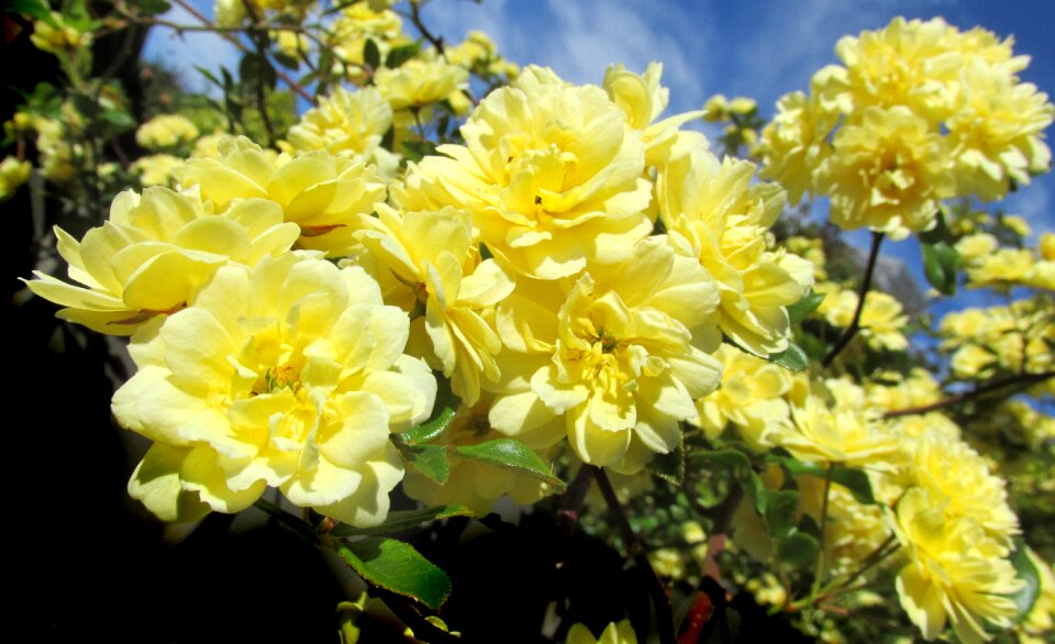 Climbing plant garden