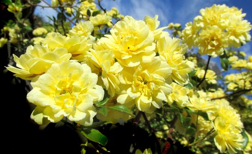 Climbing plant garden