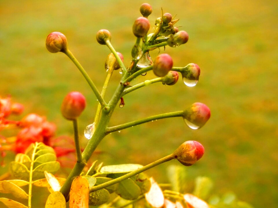 Fruits drops winter