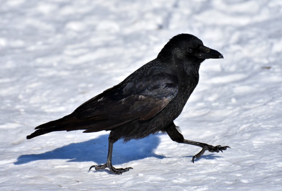 Crow animal nature