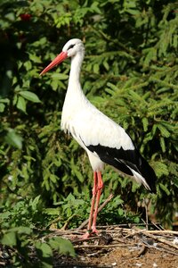 Animal stork bill photo