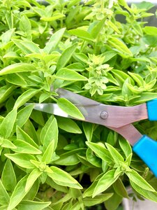 Green cooking seasoning photo