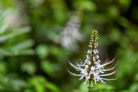 Spring plant blooming