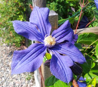 Beautiful clematis plant flower photo