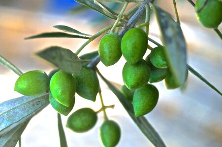 Plant nature olives